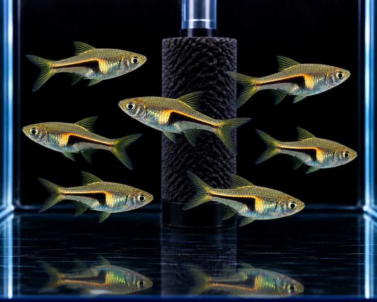 Glowlight Rasbora ~ 2cm - 2.5cm